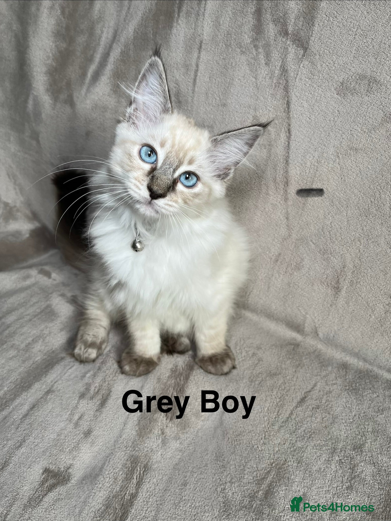 Ragdoll cats 💖Fabulous Pure Ragdoll Kittens Waiting for Love❤️ - Advert 2