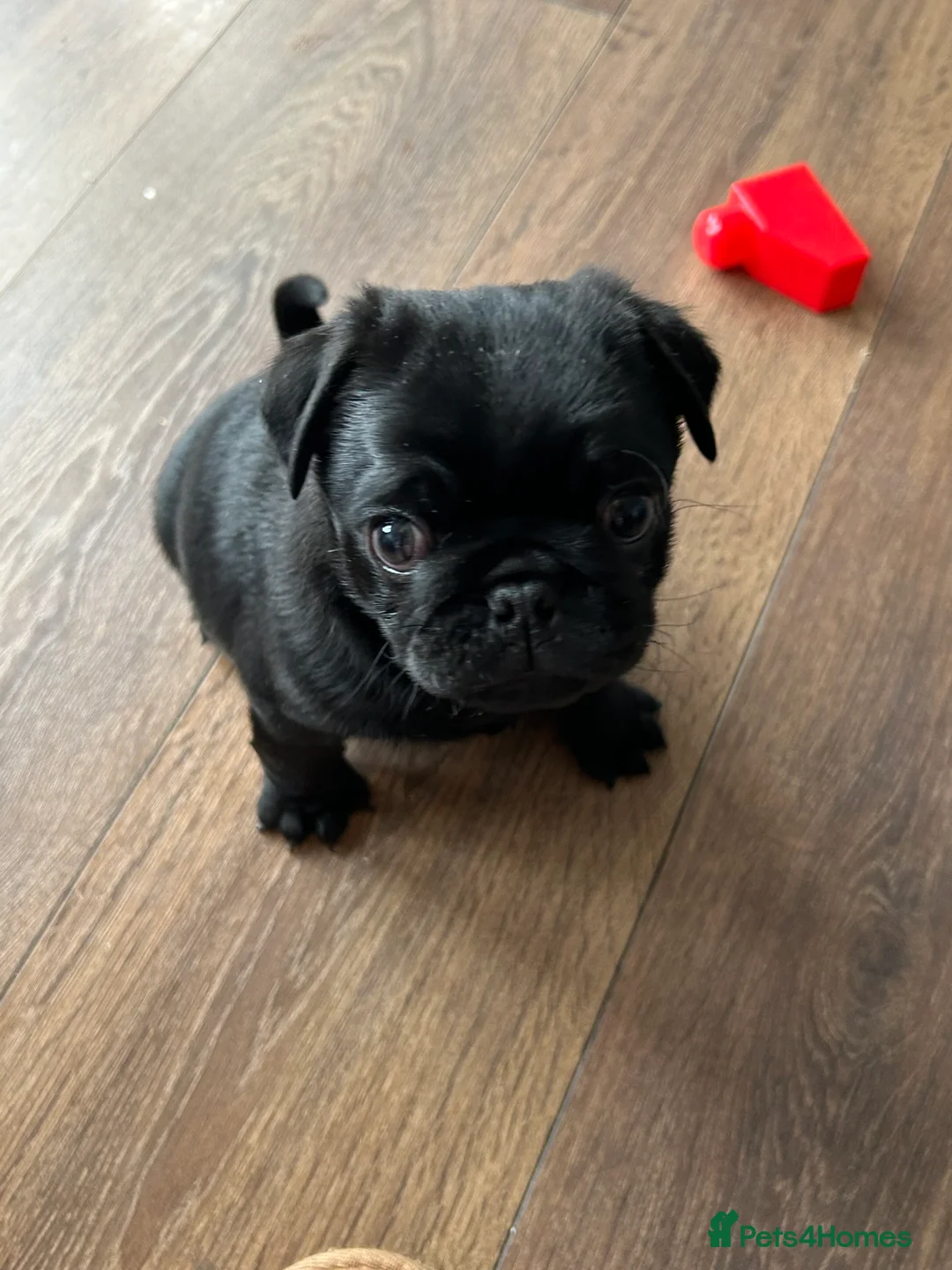 Pug dogs for sale: Black pugs - Advert 3