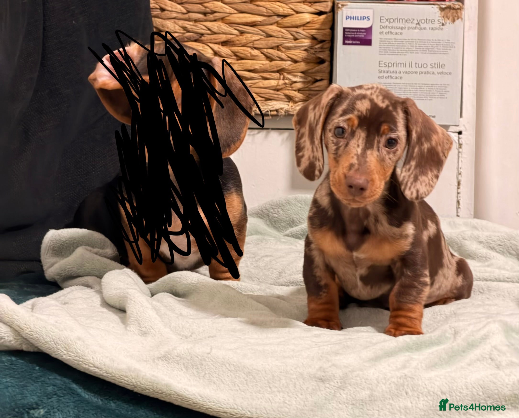 Miniature Dachshund dogs Chocolate dappled miniature dachshund boy in Burton-on-Trent - Advert 1