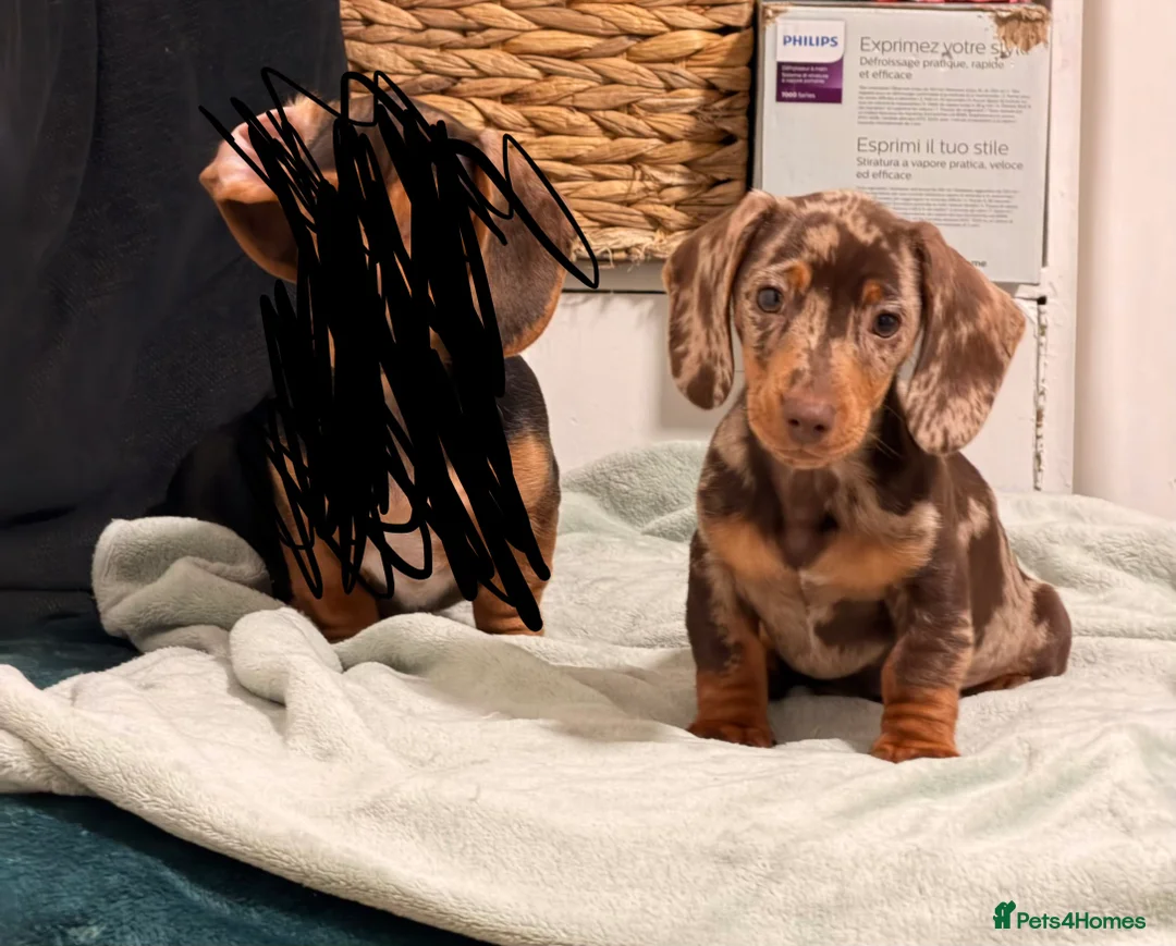 Miniature Dachshund dogs for sale: Chocolate dappled miniature dachshund boy in Burton-on-Trent - Advert 1
