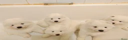 Samoyed dogs for sale: 3 Samoyed puppies for loving homes in London - Advert 9