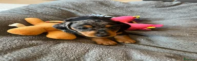 Miniature Dachshund Puppy 4