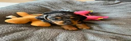 Miniature Dachshund dogs for sale: Beautiful KC registered puppies.  - Advert 14