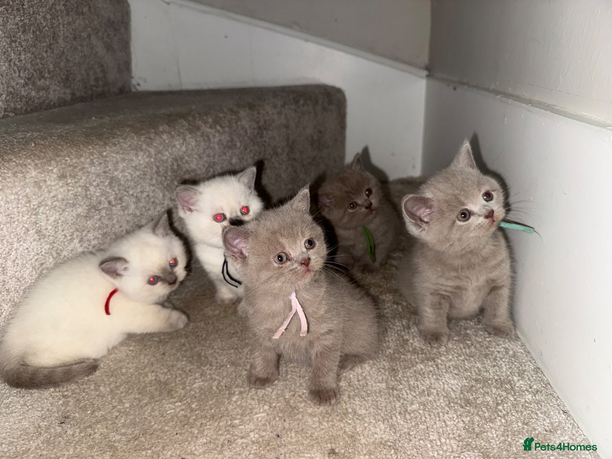 British Shorthair cats for sale: Stunning GCCF-Registered British Shorthair Kittens - Advert 14