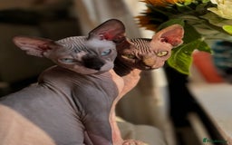 Sphynx cats for sale: 2 sphynx sisters looking for new home TOGETHER  - Image 1