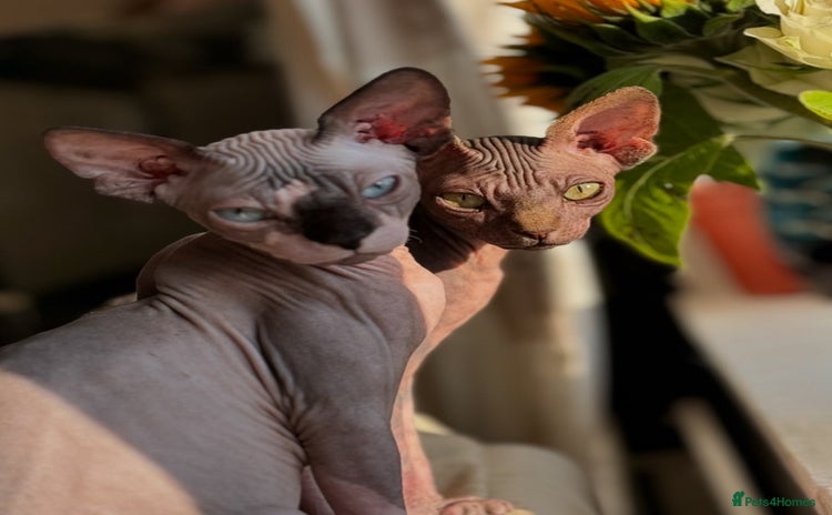 Sphynx cats - Advert 2