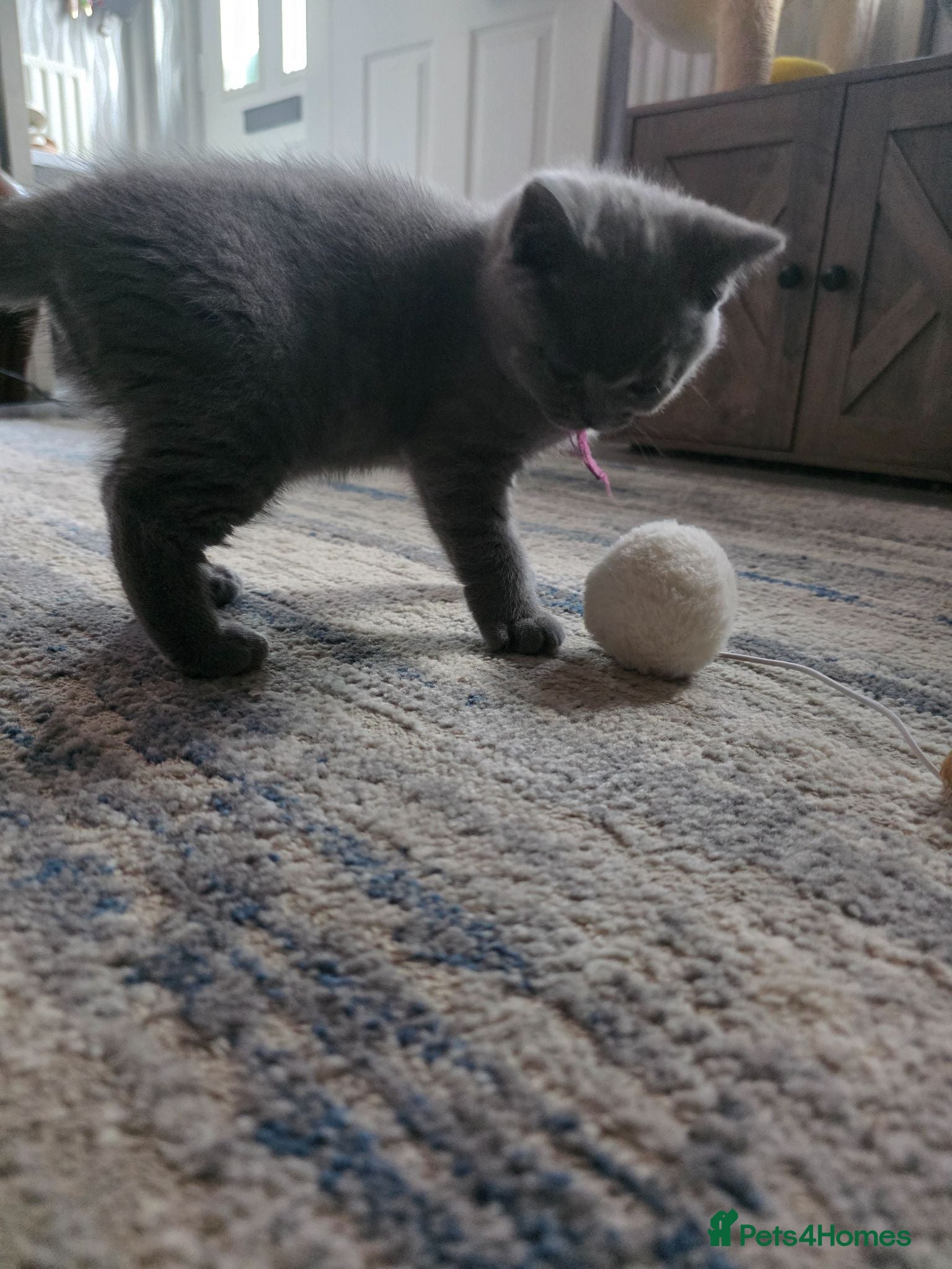 British Shorthair cats BSH kittens ready now 2 blue females vaccinated - Advert 1