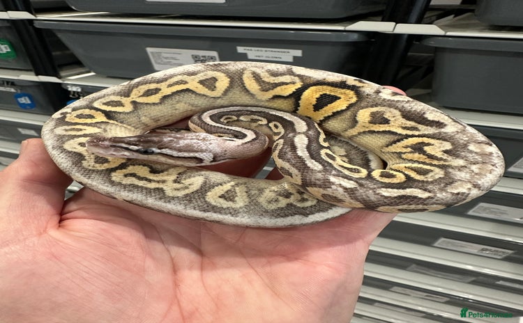 Python Snake reptiles in Peterborough - Advert 15