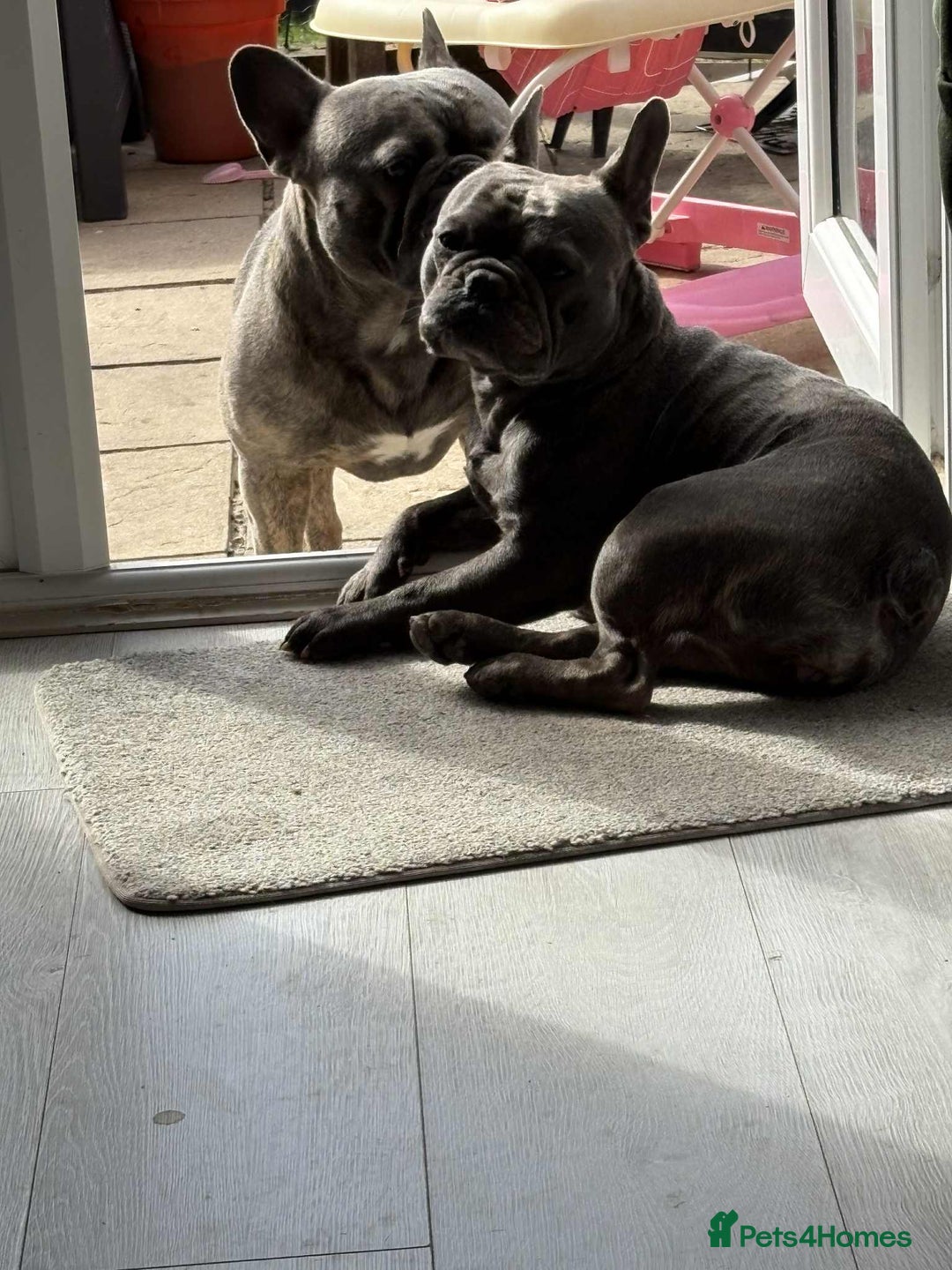 French Bulldog dogs for sale: French bulldog pups  - Image 18