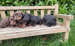 Miniature Dachshund dogs for sale: miniature Dasher - Image 11