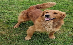 Golden Retriever dogs for sale: KC GOLDEN RETRIEVER PUPPIES HEALTH TESTED PARENTS  - Image 1