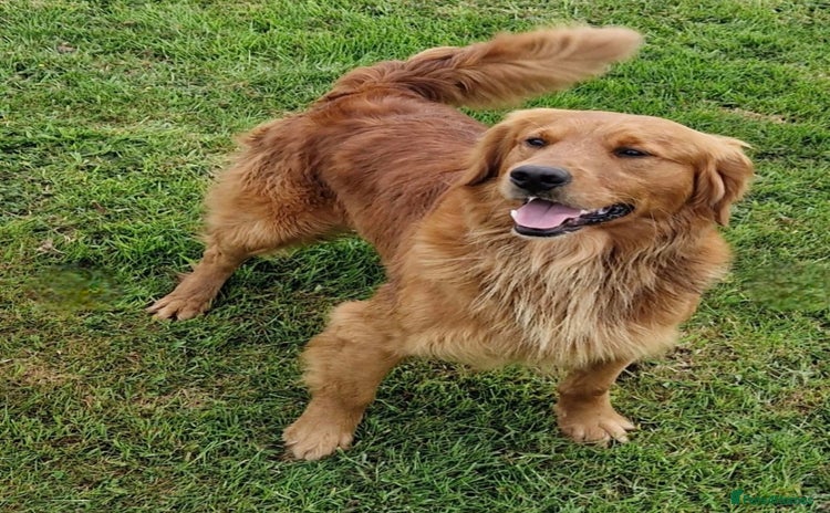Golden Retriever dogs - Advert 5