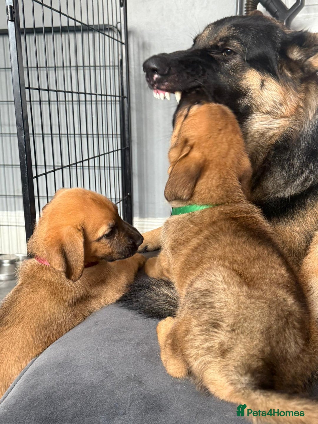 Mixed Breed dogs for sale: 2x mixed breeds for sale  - Image 3