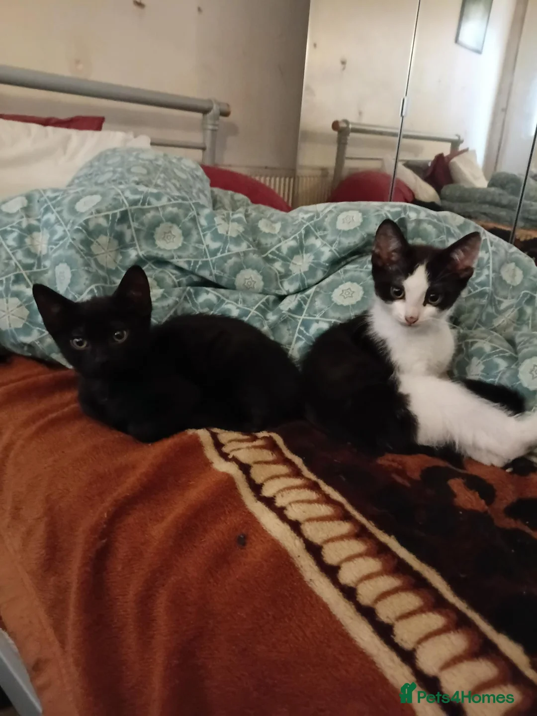 Mixed Breed cats for sale: Kittens in Harrow - Advert 1