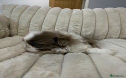 Shih Tzu dogs for sale: Exquisite Imperial Shih Tzu Puppies  - Image 20