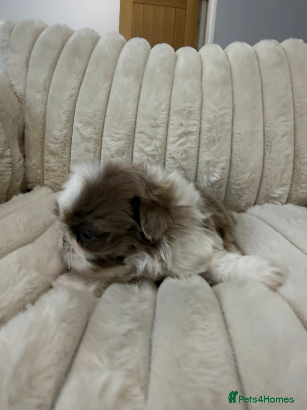 Shih Tzu dogs for sale: Exquisite Imperial Shih Tzu Puppies  - Image 20
