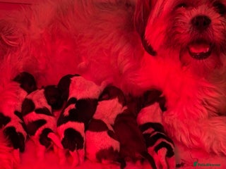 Mixed Breed dogs - Advert 1