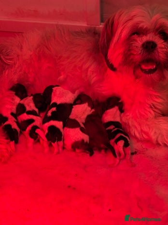 Mixed Breed dogs - Advert 5