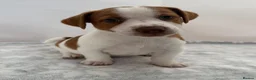 Jack Russell dogs for sale: Bred From Health Tested Parents - Advert 6
