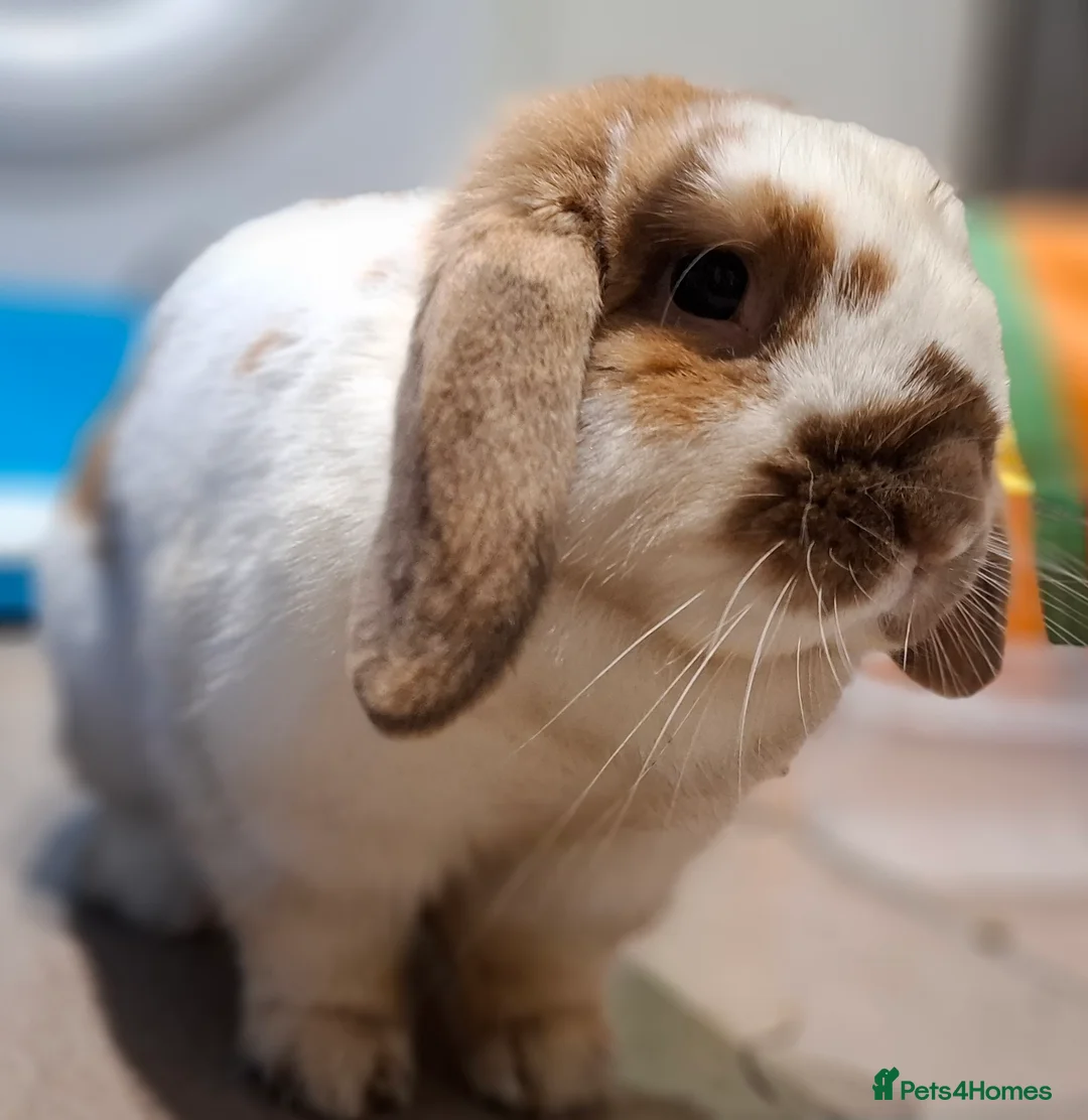 English Lop rabbits for sale: English lop cross - Advert 2