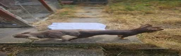 Chihuahua dogs for stud: KC Registered Lilac Stud boy - Advert 2