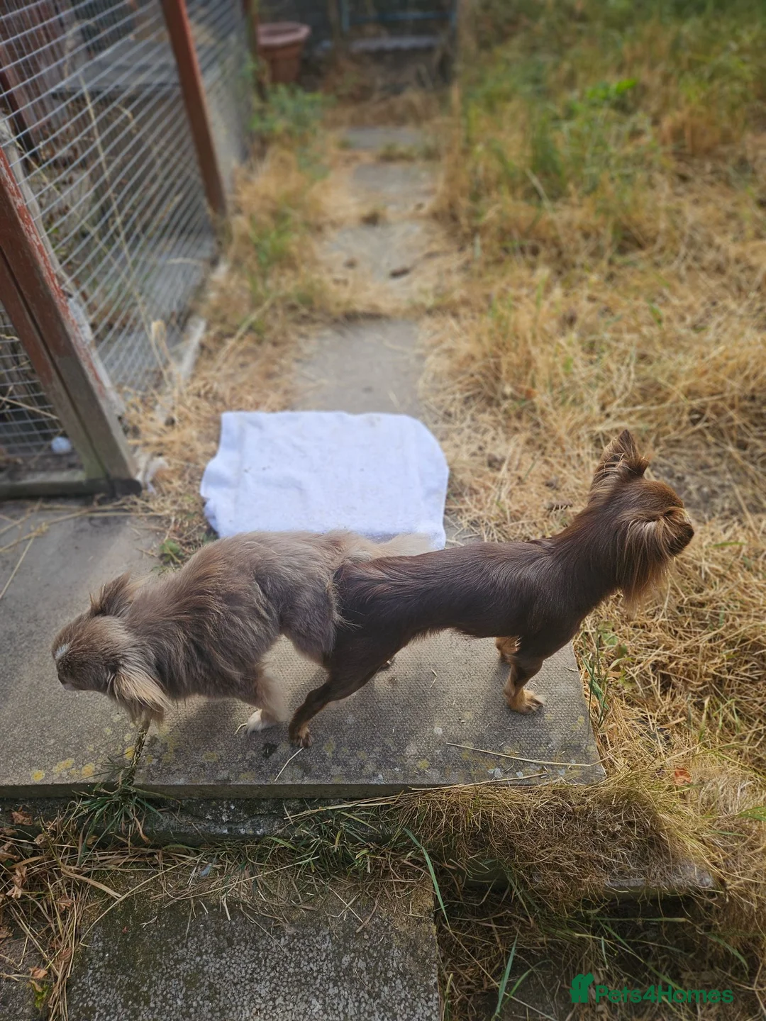 Chihuahua dogs for stud: KC Registered Lilac Stud boy - Advert 2