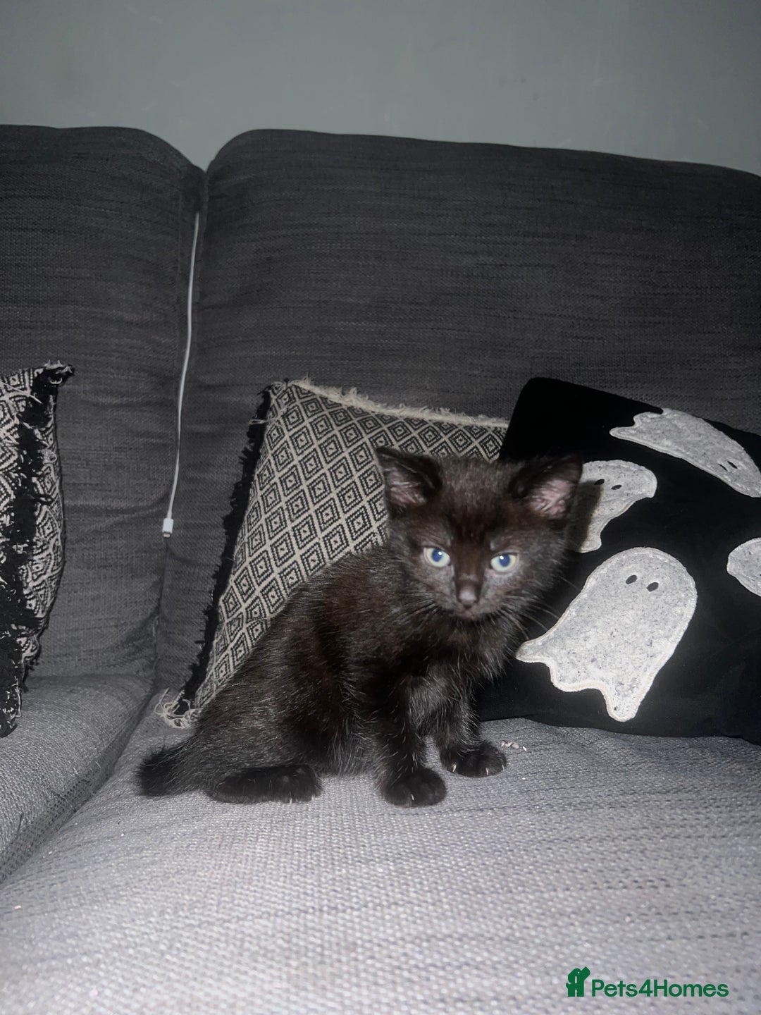 Mixed Breed cats for sale: Kittens Looking for Forever Home  - Advert 7