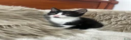 Mixed Breed cats for sale: Maincoon/tabby kittens 🐈‍⬛❤️ - Advert 9