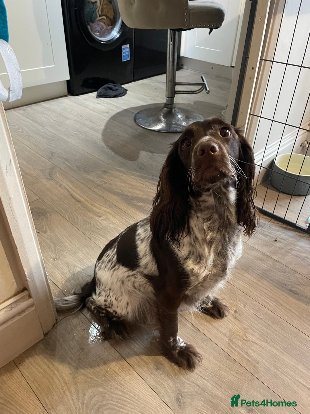 Cocker Spaniel dogs for sale: Working cocker spaniels  - Advert 12