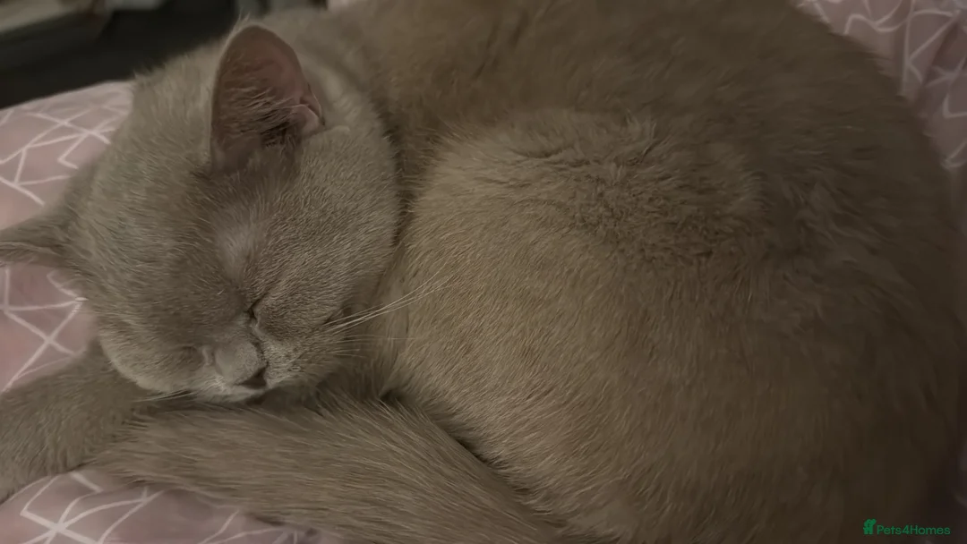 British Shorthair cats for sale: British short hair baby girl  in Stoke-on-Trent - Advert 2