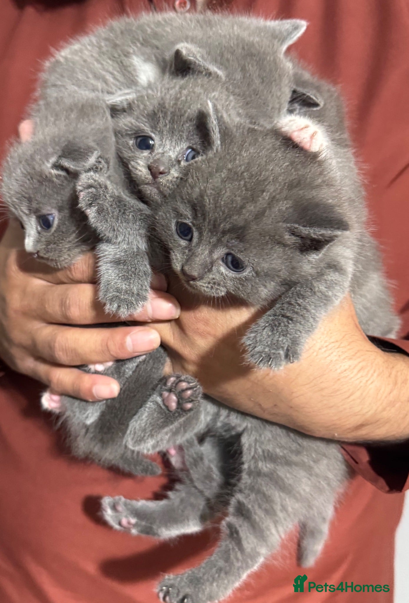 British Shorthair cats Kitten British Shorthair  - Advert 1