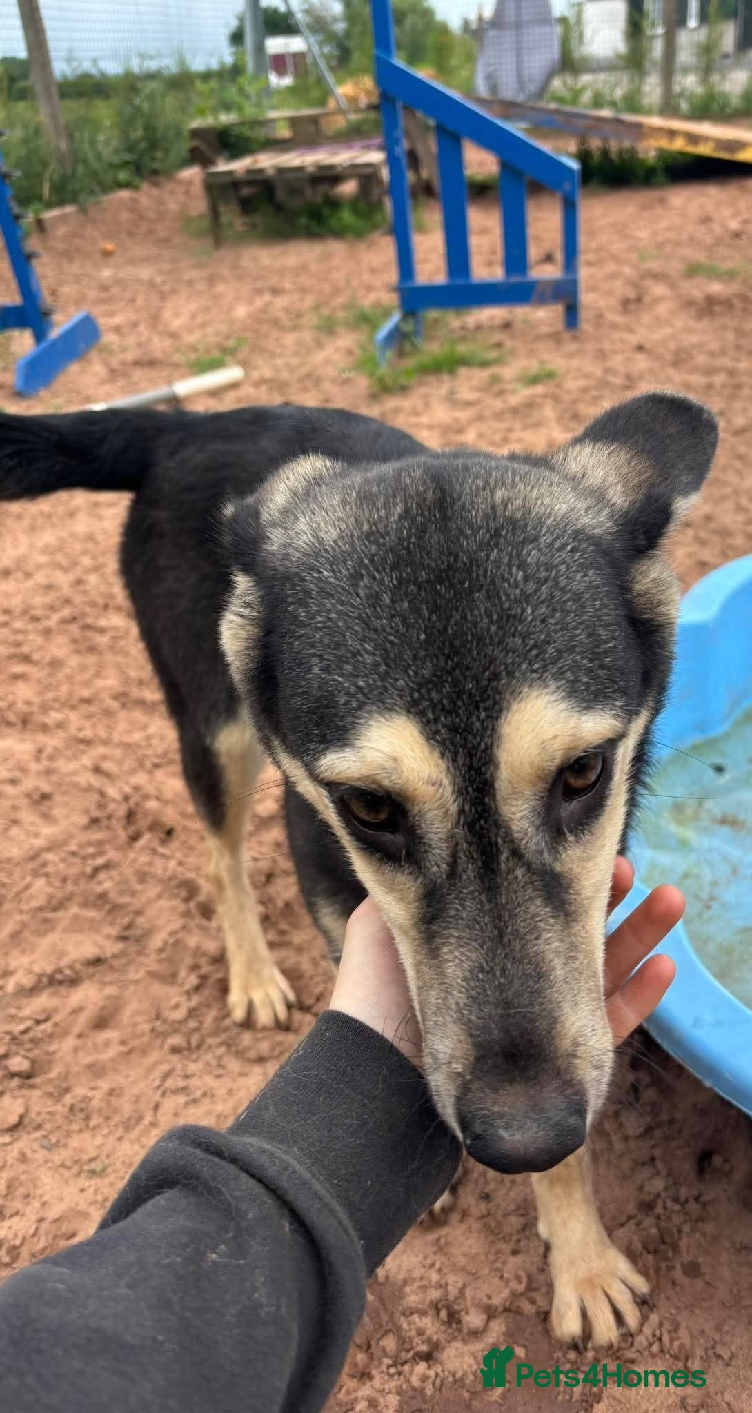 Mixed Breed dogs Meet Lolly, currently residing in Cheshire  - Advert 11