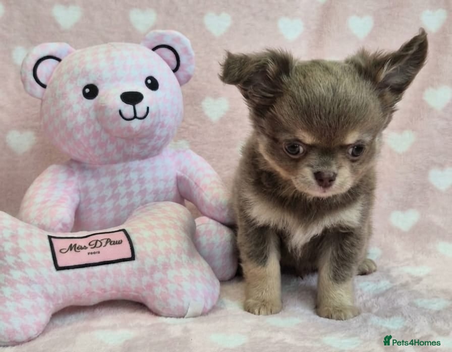 Chihuahua dogs AMAZING LONGCOAT CHIHUAHUA PUPPIES  - Advert 1