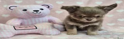 Chihuahua dogs for sale: AMAZING LONGCOAT CHIHUAHUA PUPPIES  - Advert 5