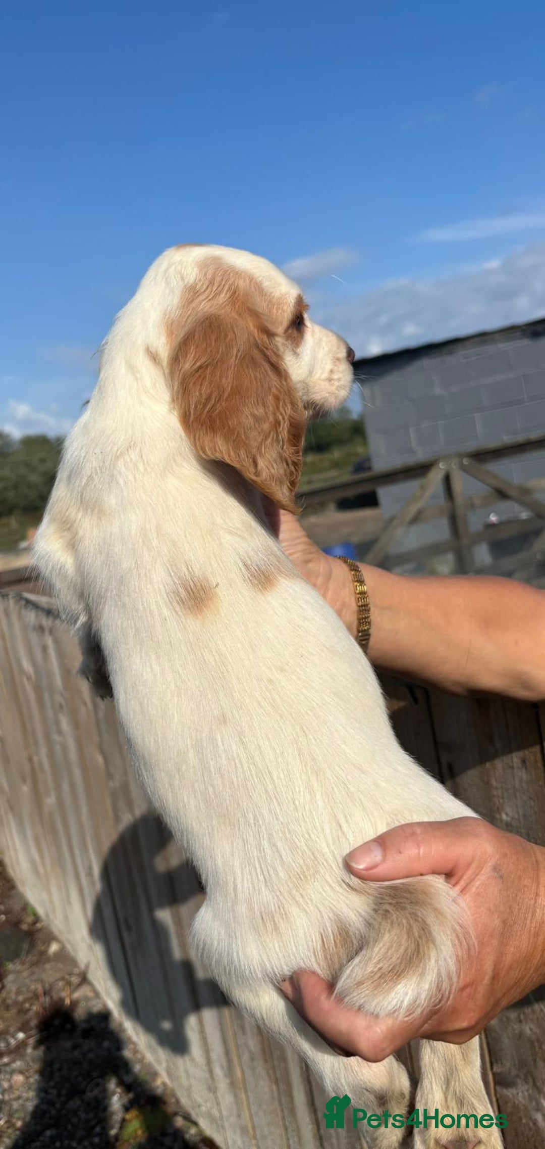 Sprocker dogs for sale: Sprocker  - Image 12
