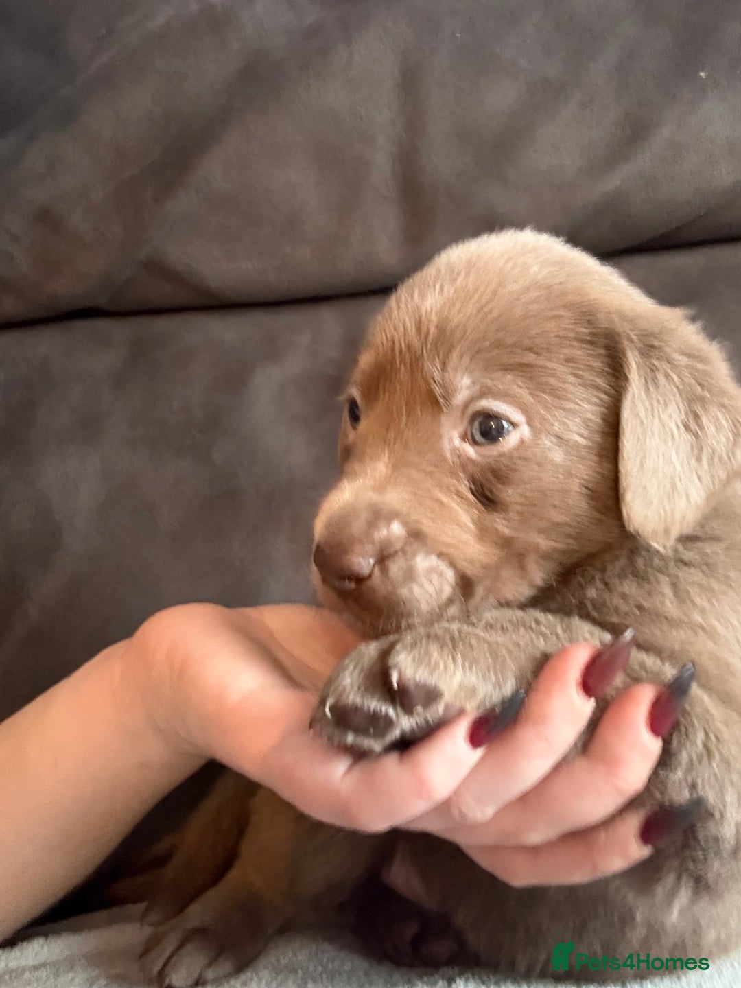 Labrador Retriever dogs for sale: Silver Labrador retriever puppies - Advert 39