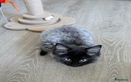 Norwegian Forest Cat cats for sale: Smoke Tortie Female, Possible Norwegian Forest - Advert 5