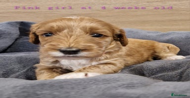 Australian Labradoodle dogs - Advert 11