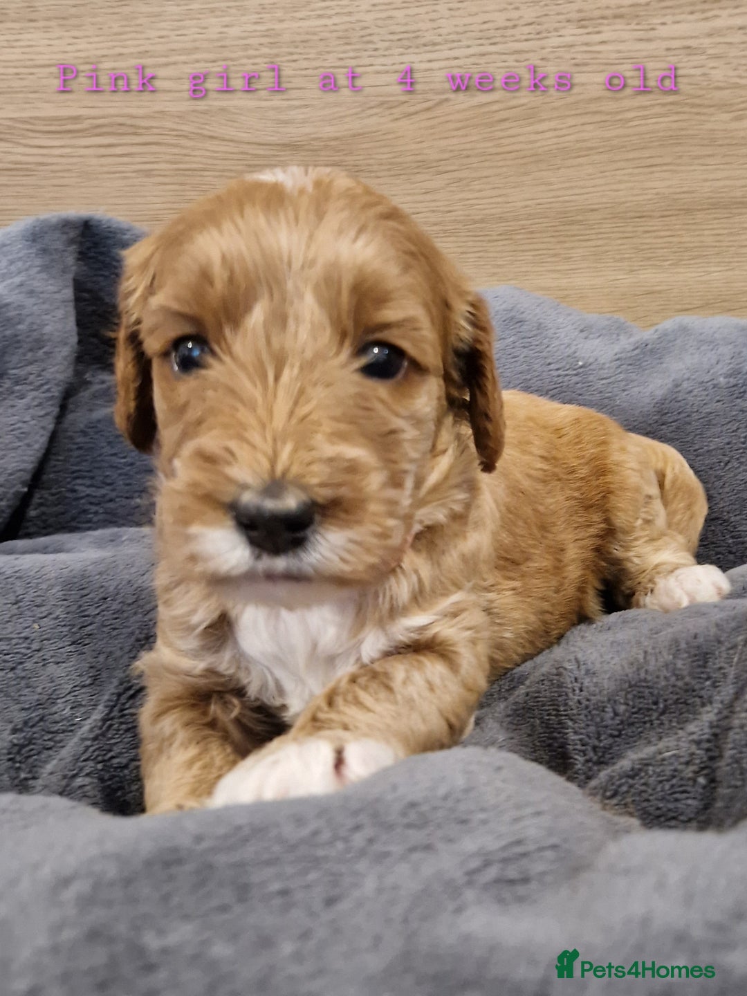 Australian Labradoodle dogs for sale: Stunning Australian labradoodles - Image 8
