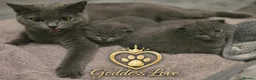 British Shorthair cats for sale: Gorgeous Pedigree British Blue Kittens - Advert 2