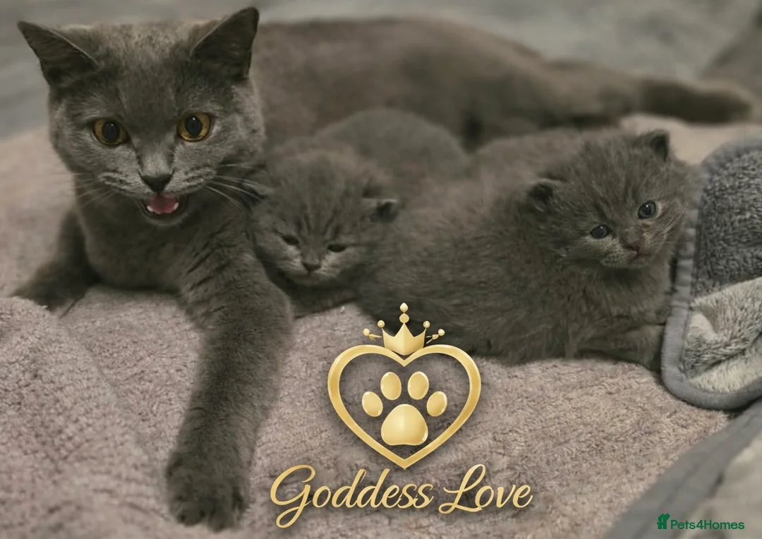 British Shorthair cats for sale: Gorgeous Pedigree British Blue Kittens - Advert 2