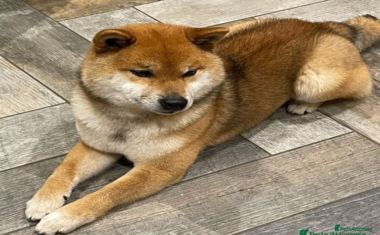 Japanese Shiba Inu dogs - Advert 6