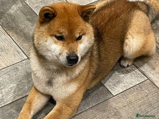 Japanese Shiba Inu dogs - Advert 5