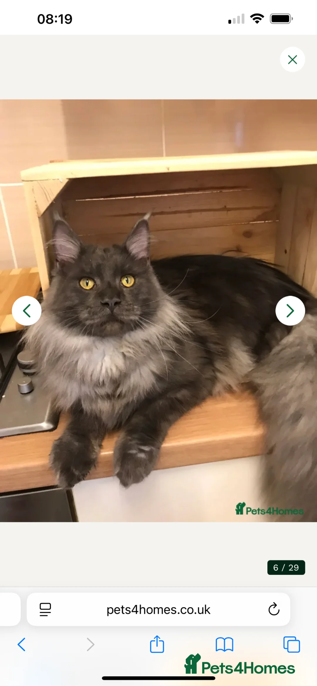 Maine Coon cats for sale: TICA registered Maine coones (smokes) - Advert 13