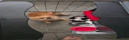Chihuahua dogs for sale: Chihuahua puppy - Advert 6