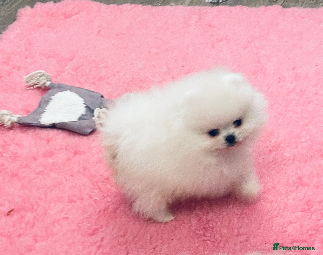 Pomeranian dogs for sale: Stunning teddybear face Boys Ready🌟 - Advert 24