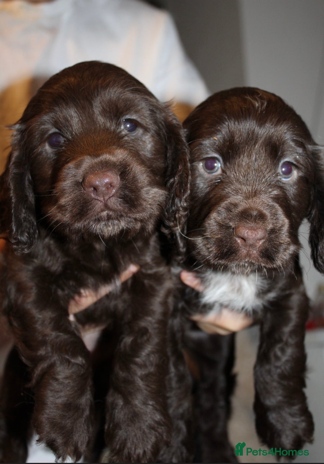Cocker Spaniel dogs for sale: Beautiful KC reg Cocker Spaniel Pups - Advert 20