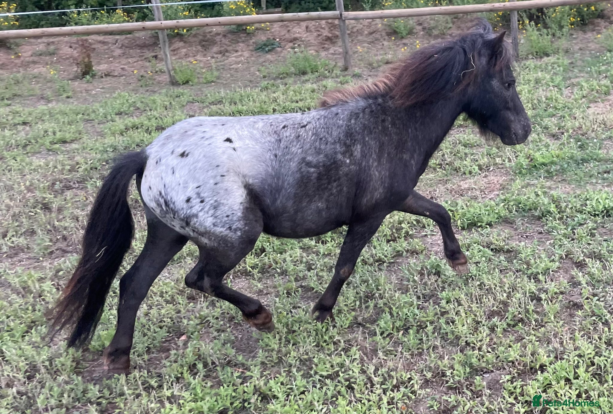 Shetland pony horses Stunning Spotted 3 year old stallion  - Advert 3