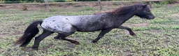 Shetland pony horses for sale: Stunning Spotted 3 year old stallion  - Advert 1