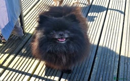 Chihuahua dogs for sale: Gorgeous Chocolate longcoat thailand import male  - Image 13